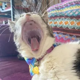 MARMIE