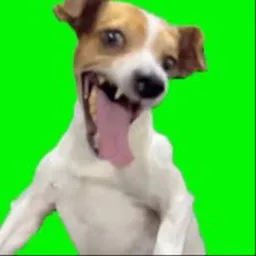 Chill dog 