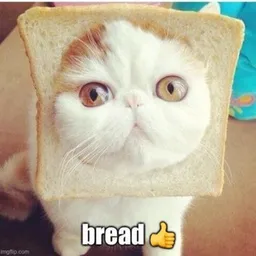 BreadCTO 