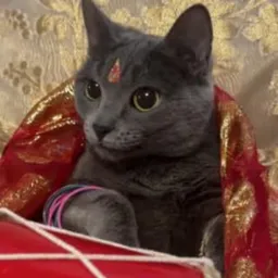 PYAARI